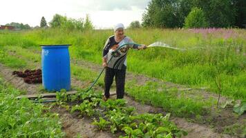 Active Gardener is Busy Watering Vegetables in a Vibrant, Lush Green Field Today video