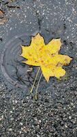 Stunning of autumn leaves scattered across pavement creates serene atmosphere video