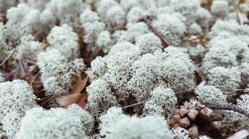 Detailed CloseUp of Various Lichens Present on Forest Floor of Natural Ecosystem video