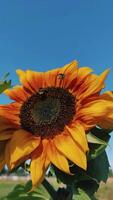 Vertical of bees pollinating sunflowers in summer video