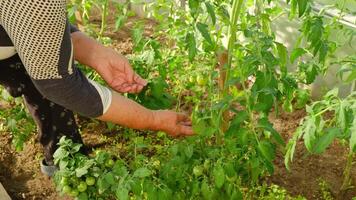 Harvesting Fresh Herbs in a Lush and Flourishing Garden, Filled with Vitality video
