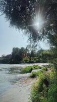 Experience the Serene Riverside View Featuring Bright Sunlight video