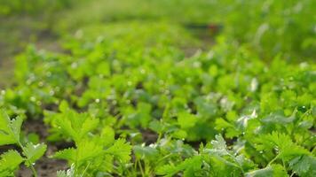 The Fresh Green Cilantro is Thriving and Flourishing Within the Beautiful Garden video