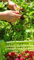 Harvesting Fresh Strawberries in a Bright Sunny Field Full of Life video