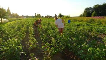 individuals engaged in agricultural tasks in a vegetable field during sunset video