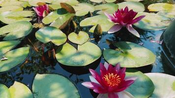 Beautiful Water Lilies Flourishing on a Peaceful and Tranquil Pond Surface video