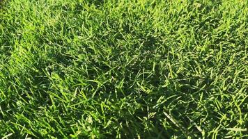 A Lush Green Grass Field Bathed in Natural Light for Optimal Enjoyment video