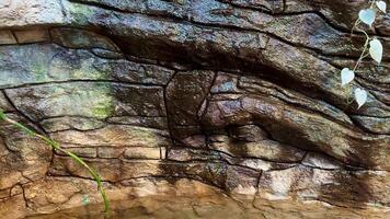 An extreme closeup view of a beautifully textured rock surface displaying subtle colors along with trailing vines photo