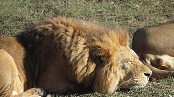 Lion, Resting, Grass - A male lion lies resting in a field of grass. video