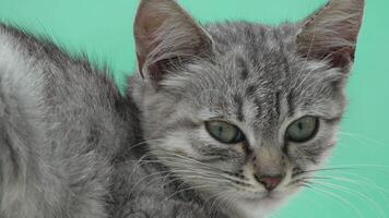 Kitten Grey Green Eyes Closeup Portrait video