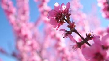 Peach Blossom Spring Flowers Nature - Close-up photo of pink peach blossoms blooming on a branch against a blue sky during springtime. video