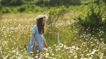 Girl daisy field with daisy wreath in blue dress holds basket full of daisies, perhaps collecting them to add to a bouquet or to share with others. Girl enjoying flowers in daisy field. video