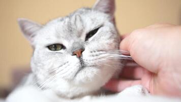 Cat Petting Hand Indoors. Affectionate human hand gently petting a silver tabby cat relaxing on a soft blanket indoors. video