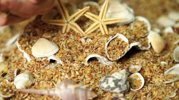 Starfish Seashells Sand. Starfishes rest on mixed shells and sand, likely summer, for display or decoration. video