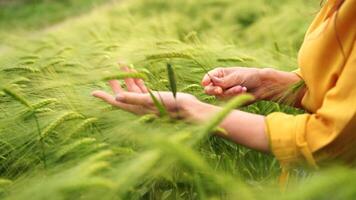 Wheat Field Woman Inspecting Crop Growth Summer video