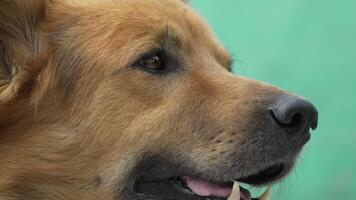 Dog Portrait Close-up Face Green Background video