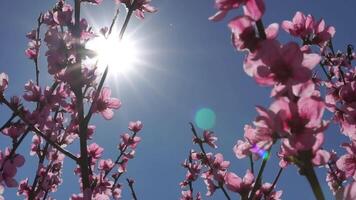 Peach Blossoms Sun Spring - Close-up view of pink peach blossoms with the sun shining brightly in the blue sky. video