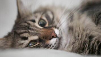 A cat with green eyes is laying on a bed video