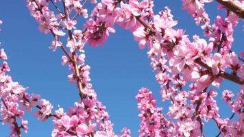 Peach Blossoms Springtime Sky Branches video