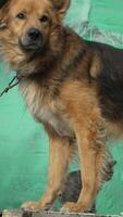 Dog Chain Leash Standing Green Background video