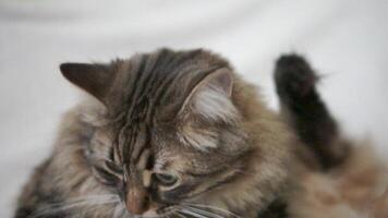 A cat with a green eye stares at the camera video