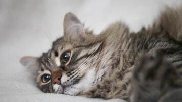 A cat is laying on a white blanket with its eyes closed video