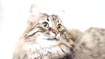A cat with a long, fluffy tail is sitting on a white background video