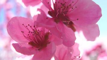 Peach Blossom Flowers Spring Close-up. A detailed view of delicate pink peach blossom flowers in full bloom, showcasing the beauty of springtime. video