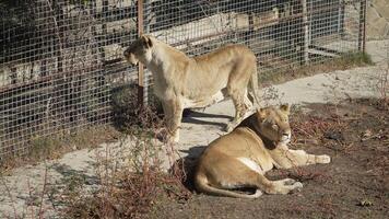 Lions Enclosure Zoo Animals Resting video