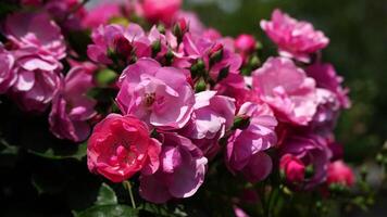 pink roses on a sunny day in the garden sway in the wind. Nature, summer, parks travel concept. video