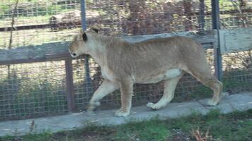 Lion Walking Enclosure Zoo - A lion walks along a concrete path in a zoo enclosure. video