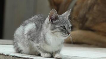 Cat, Grey, White - Sitting on a Concrete Step, Looking Away video