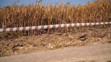 wheat field red and white warning tape swinging in the wind in front of a wheat field. Protection sign. Don't cross the line. Red White caution tape pole fencing is protects for No entry. video