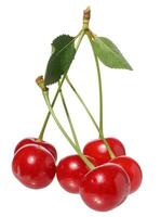 Red cherries with green stems and small green leaves, still attached to their branching point photo