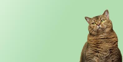 Face of a thoughtful or appraising Scottish Shorthair cat with bright green eyes looking curiously against a light green background. photo