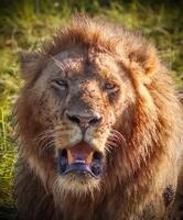 Majestic male lion showing teeth and looking menacing photo