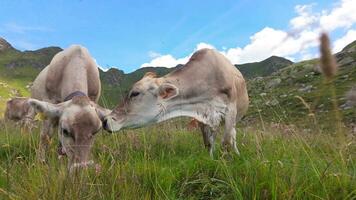 Pair of cows to the pasture one that licks the other video