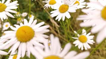 Beautiful bigs chamomile flowers grow in a field on a summer day. video