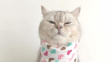 A cute white cat licks its muzzle with its tongue, sits on a white background with a bib in hearts. video