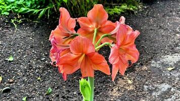 Stunning and vibrant amaryllis flowers showcasing beautiful orange hues in a delightful garden setting video