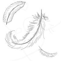 Outline feather icons design in minimal style. vector