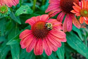 Bee on a red coneflower closeup photo