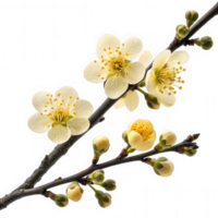 Delicate white plum blossoms and buds on a dark branch isolated on transparent background png