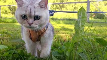 Cute white cat walking in an orange harness on the grass. video