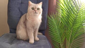 Cute white British cat , sitting on a blue soft velur chair, at home video