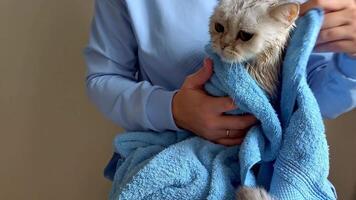 a funny white British cat , wrapped in a blue towel video