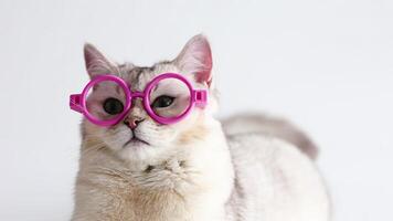 a funny white cat in pink glasses follows his eyes, lie on white background video