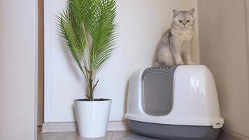 A white British cat is sitting on top of a large plastic cat litter box video