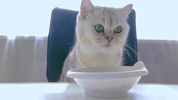 Close-up, charming white shorthair cat, sits at a white table, eats dry food from a white bowl video