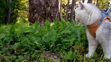 British gray cat walking in an orange harness, among the trees.y video